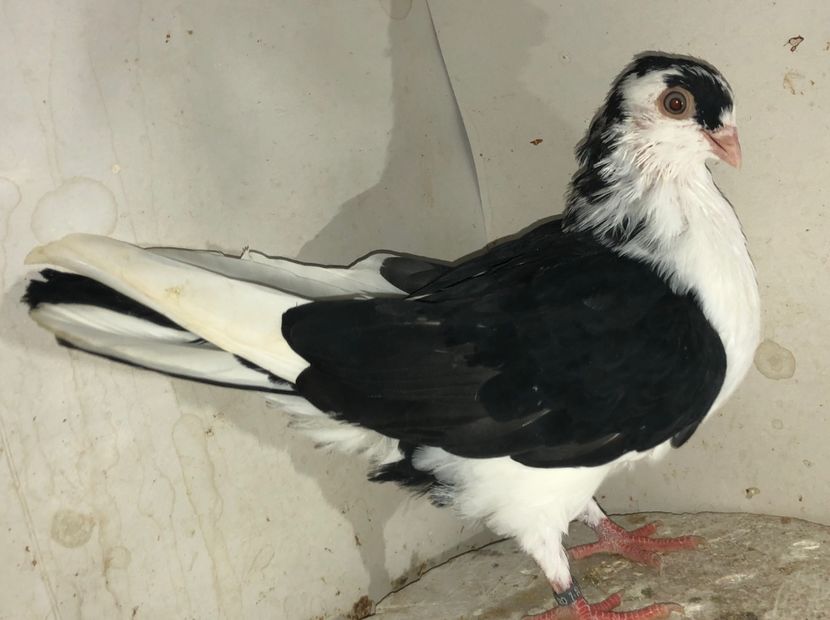 23077  femelă  2020 - Plecați ALBUM 3