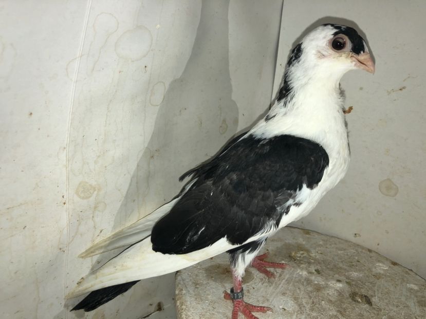 23095  femelă  2020 - Plecați ALBUM 3