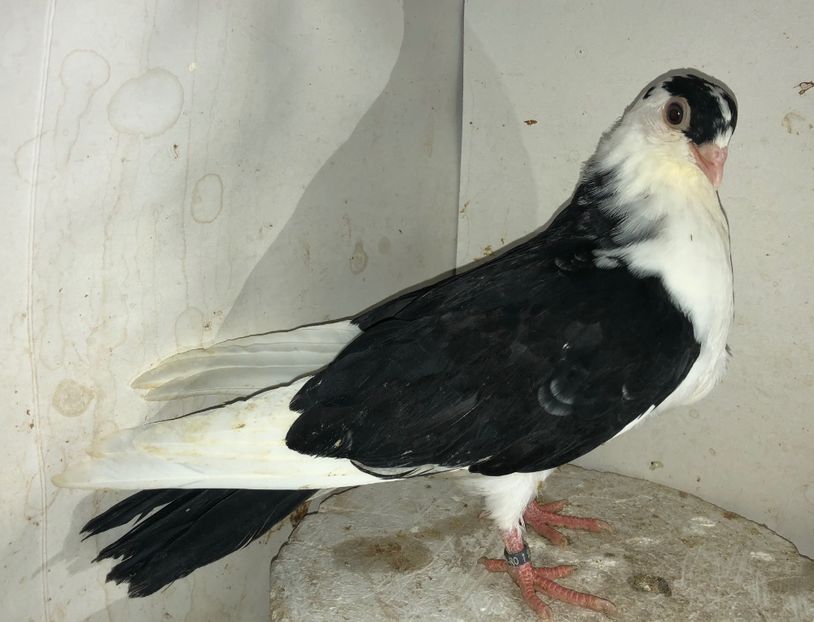 18576  femelă  2020 - Plecați ALBUM 3