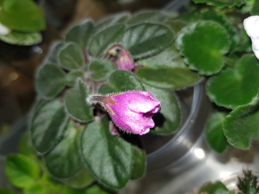 04.06.2020 - Alan s White Feather Sport