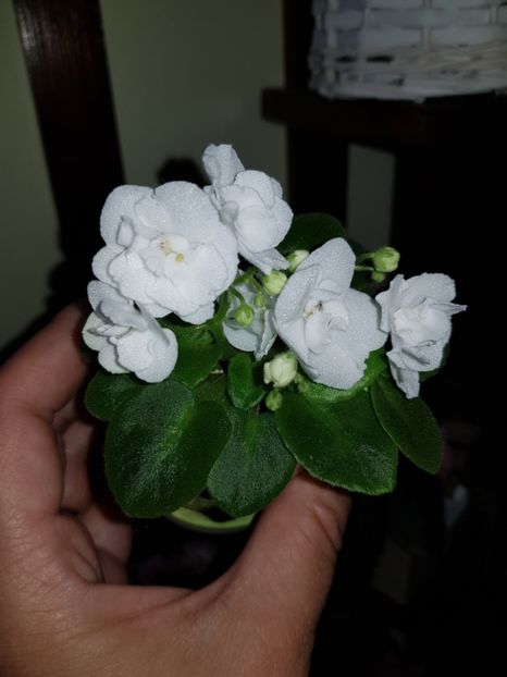 28.07.2020 - Ballet Snowcone