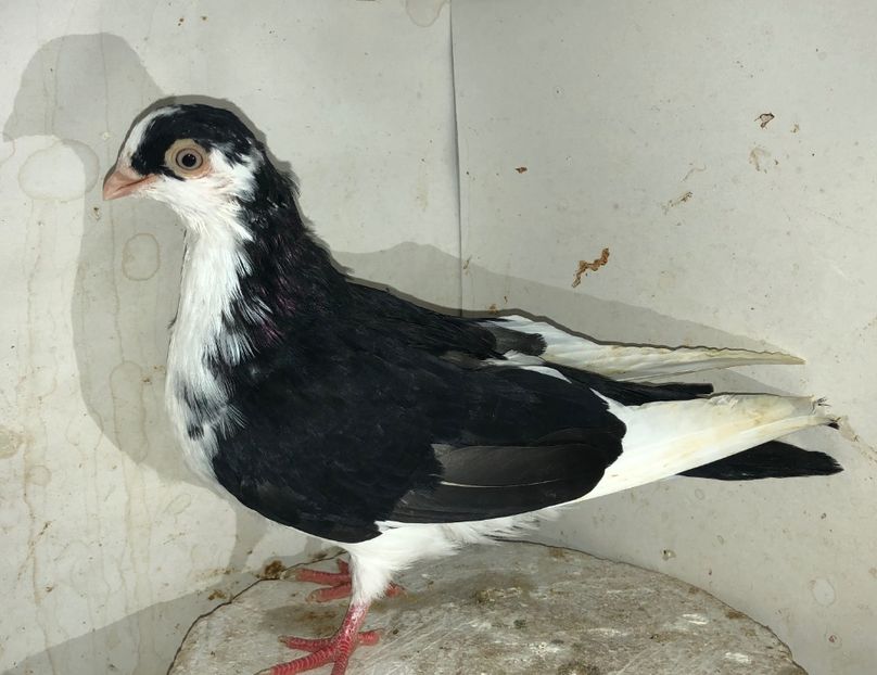 23037  femelă  2020 - Plecați ALBUM 3