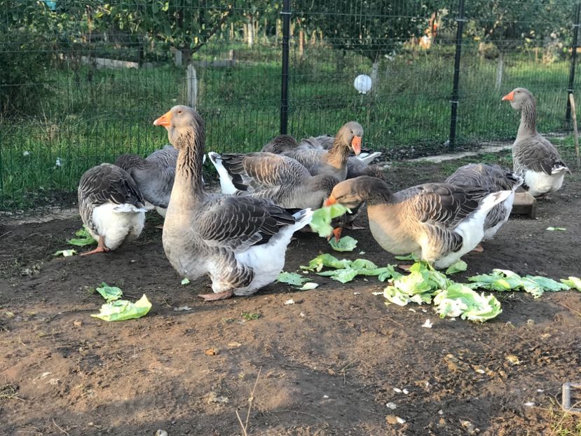 1FFD5311-C89D-46E7-94FF-2AA5BBF91E67 - GASTE TOULOUSE