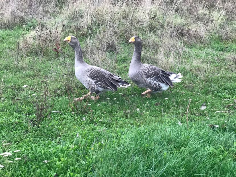 4E819775-D559-4476-8463-4B1888EC6044 - GÂȘTE TULA