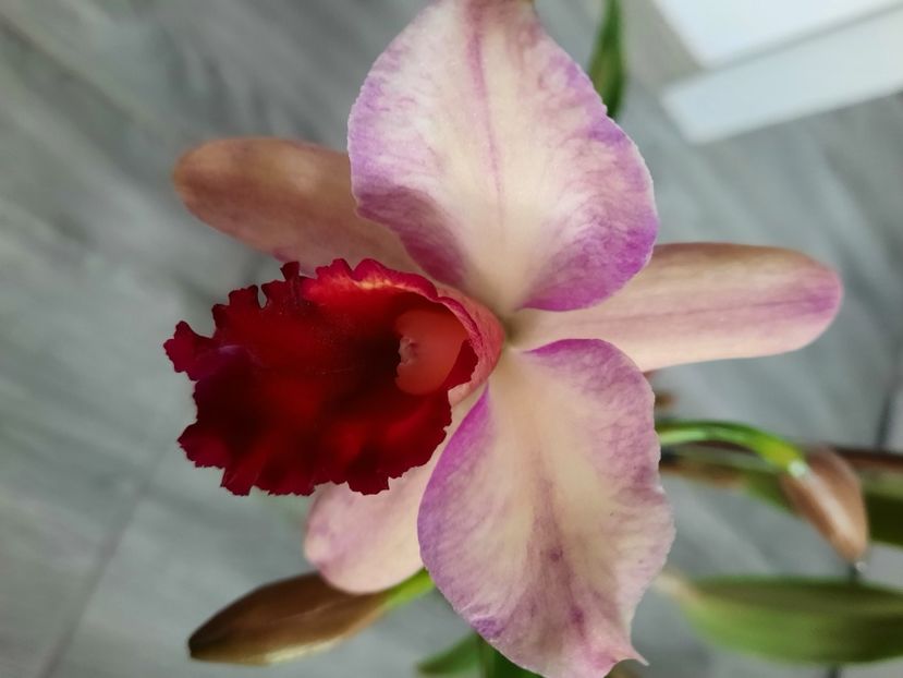 Cattleya SWC - florile mele dragi