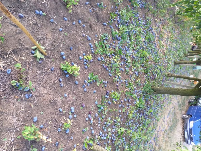  - Recoltă prune 2019