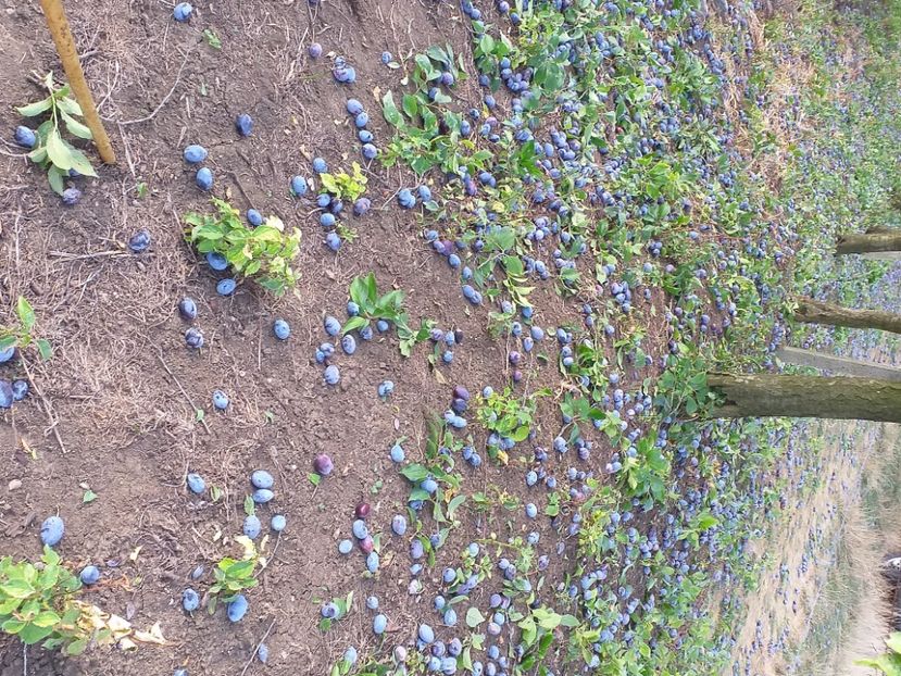  - Recoltă prune 2019