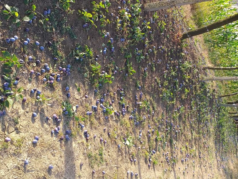  - Recoltă prune 2019