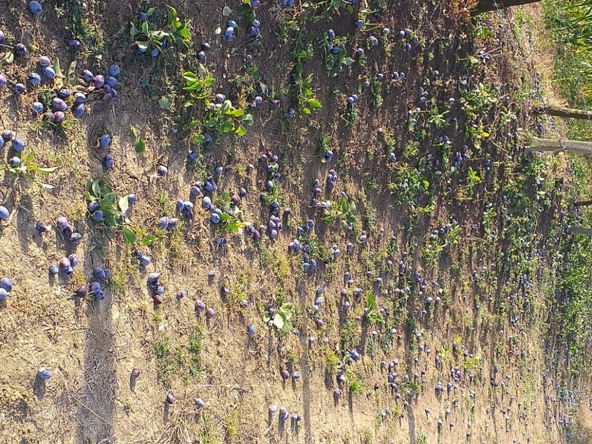  - Recoltă prune 2019