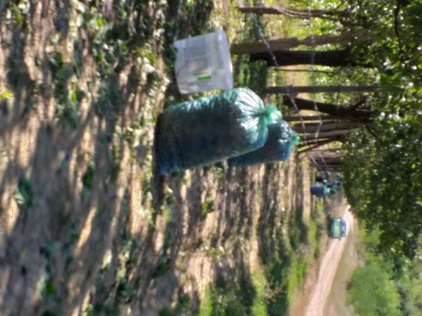  - Recoltă prune 2019