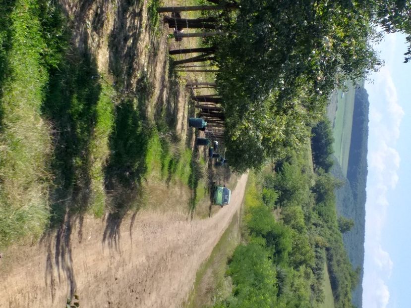  - Recoltă prune 2019