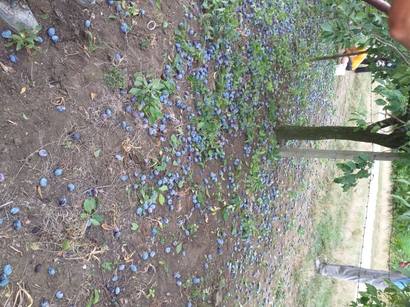  - Recoltă prune 2019