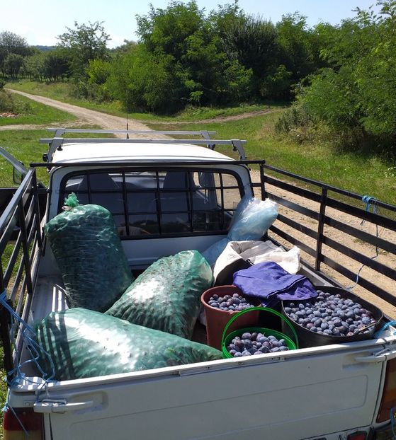  - Recolta prune 2020