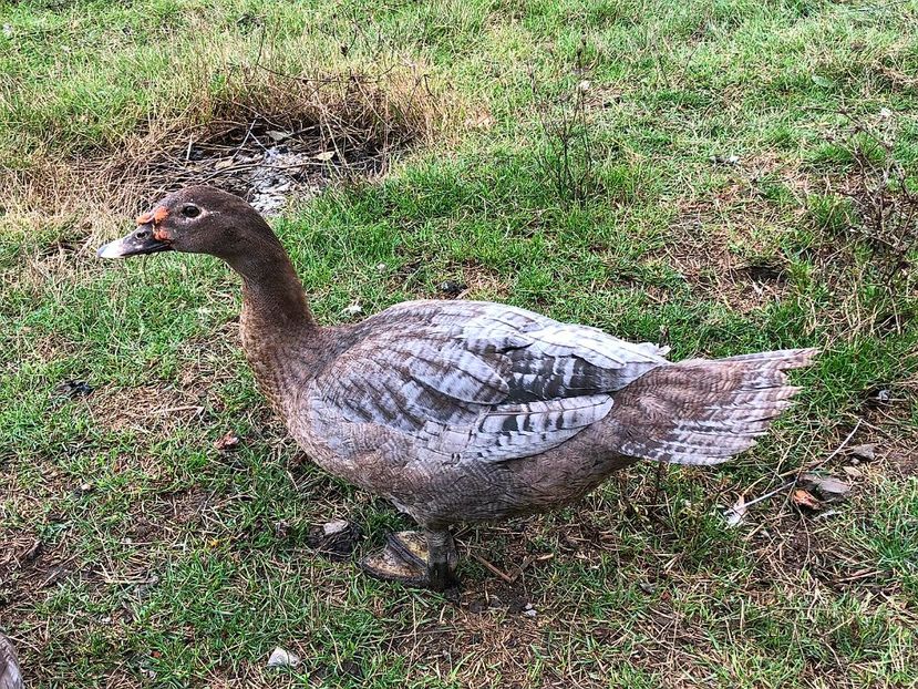 Ratoi la 4 luni - Bomboane asortate 2020