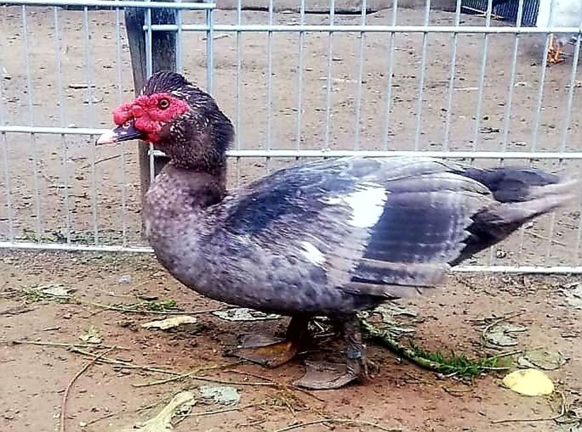 Ratoi la 7 luni - Bomboane asortate 2020