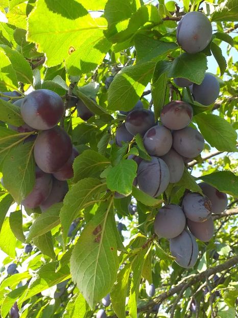  - Recolta prune 2020