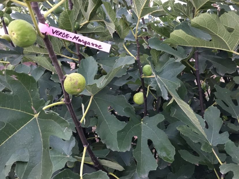  - 3 Smochin verde - Maryanne