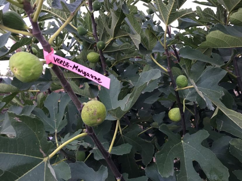  - 3 Smochin verde - Maryanne