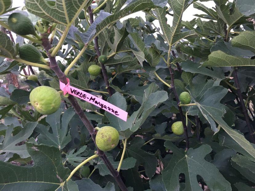  - 3 Smochin verde - Maryanne