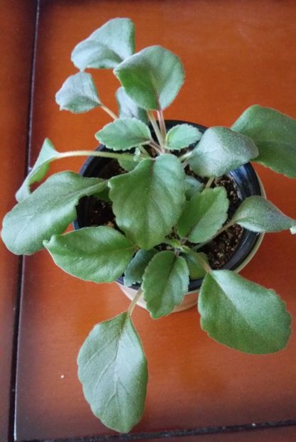 Dar in primavara....crestem noi.. - Alsolbia