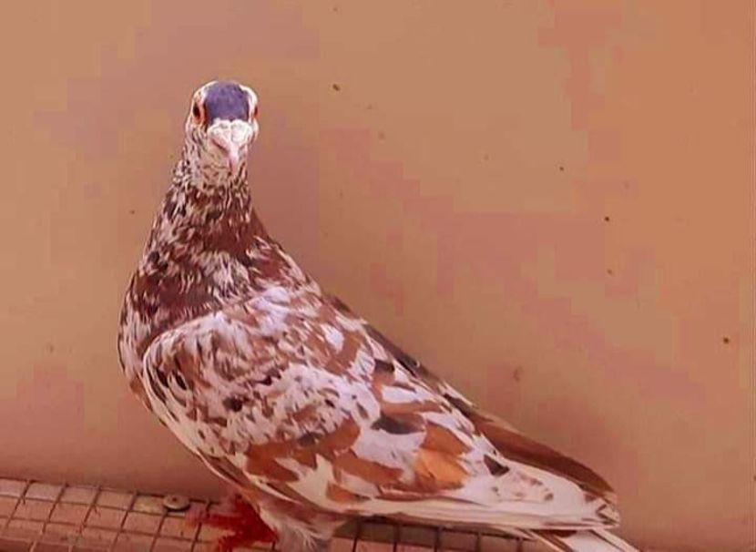  - NU AMI APARTIN 2020