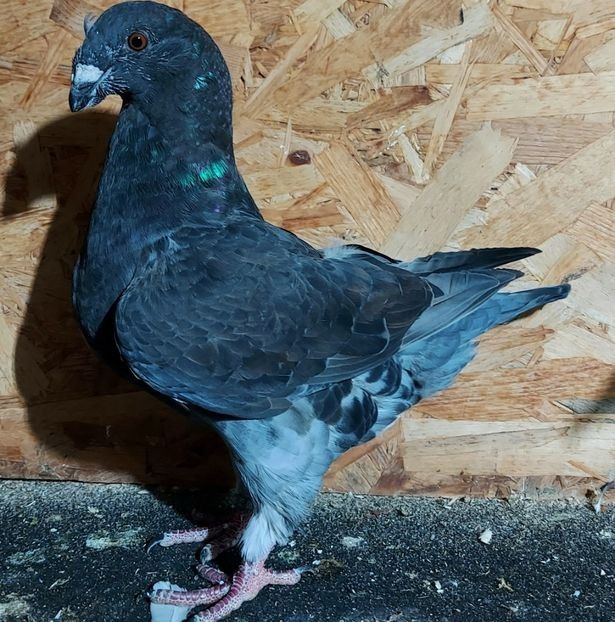  - 3---AGH DAȚI 2019 - 2025