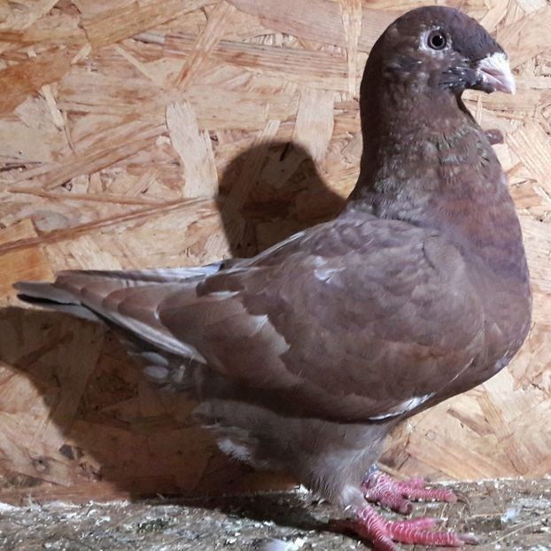  - 3---AGH DAȚI 2019 - 2025