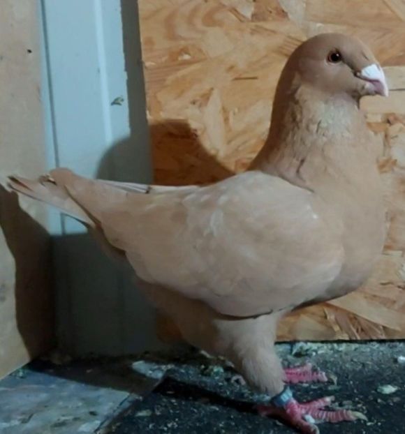  - 3---AGH DAȚI 2019 - 2025