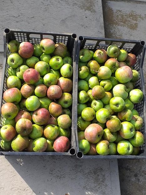  - Fructe din gradina mea