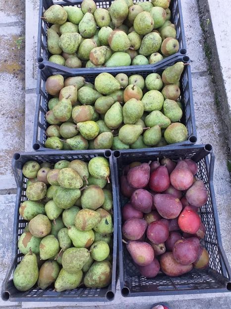  - Fructe din gradina mea