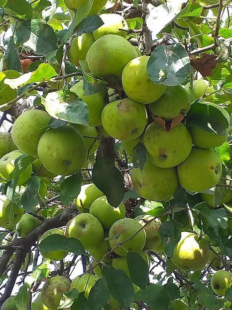  - Fructe din gradina mea