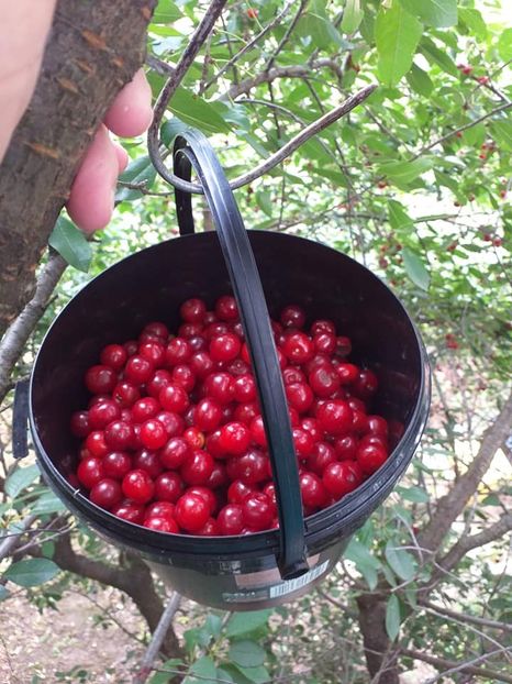  - Fructe din gradina mea