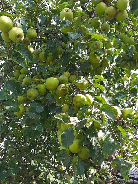  - Fructe din gradina mea