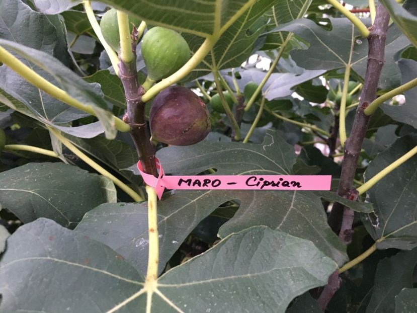  - 5 Smochin Maro - Ciprian