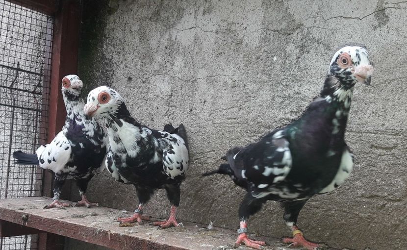 Pui 2020 - Carunculați 2020