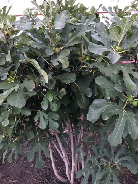 Maro - Ciprian - SMOCHIN