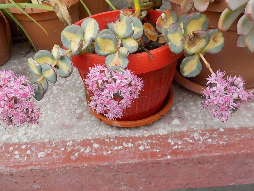  - sedum sieboldii variegat