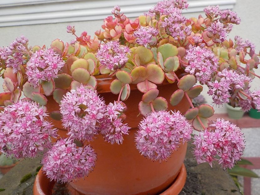  - sedum sieboldii