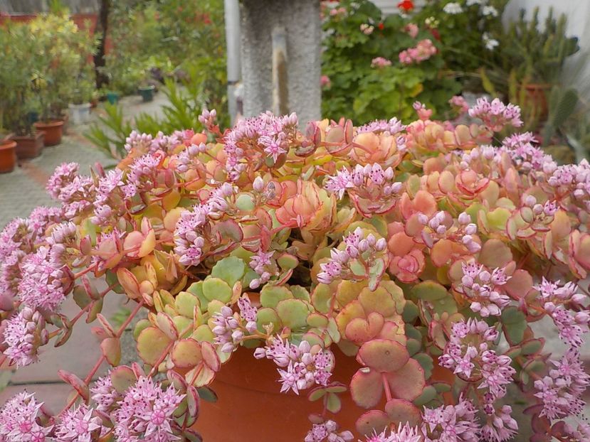  - sedum sieboldii