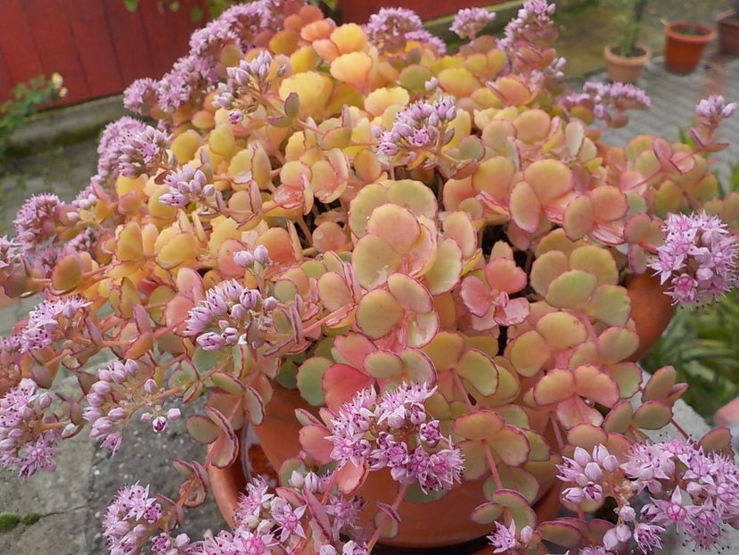  - sedum sieboldii
