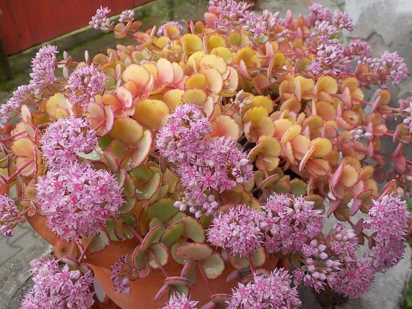  - sedum sieboldii