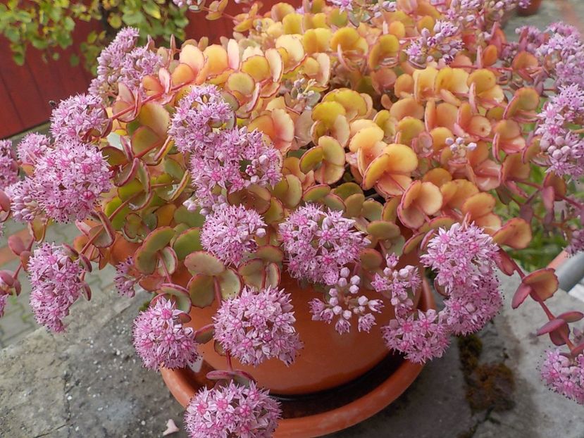  - sedum sieboldii