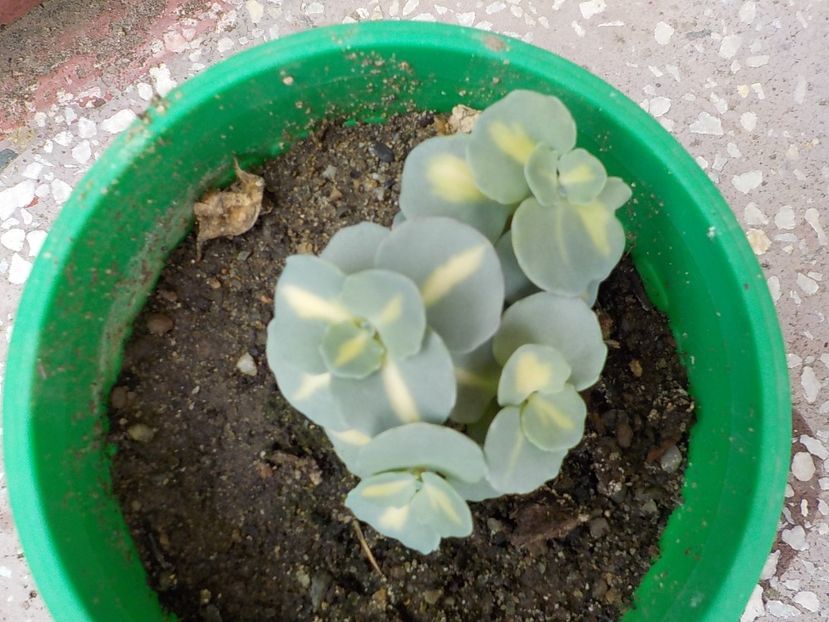  - sedum sieboldii variegat