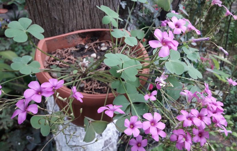 20201003_163429nnnn - Flori - 2020