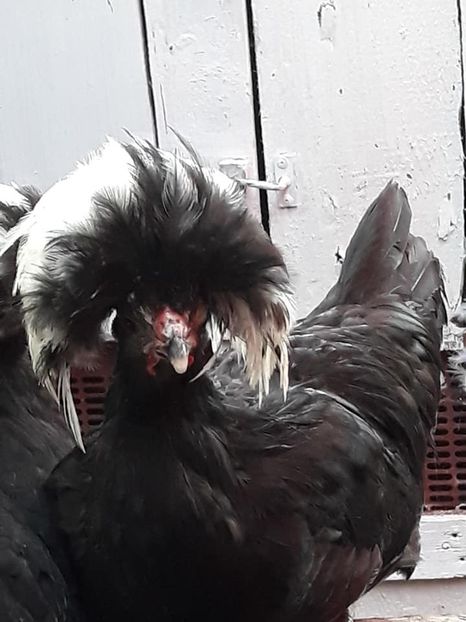  - Moțată olandeză