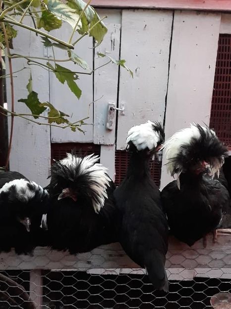  - Moțată olandeză