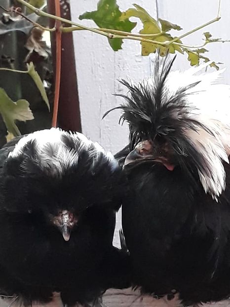  - Moțată olandeză