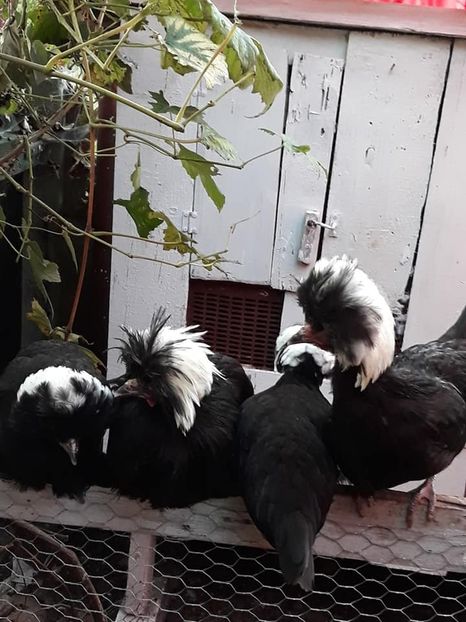  - Moțată olandeză