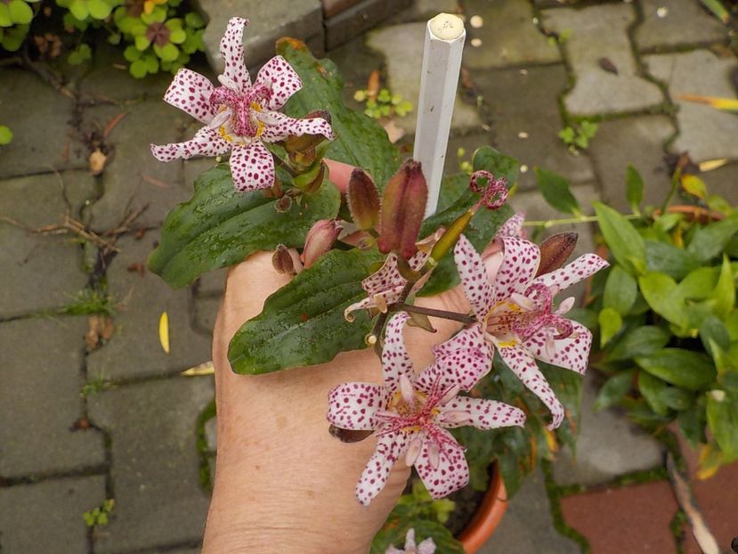  - tricyrtis hirta