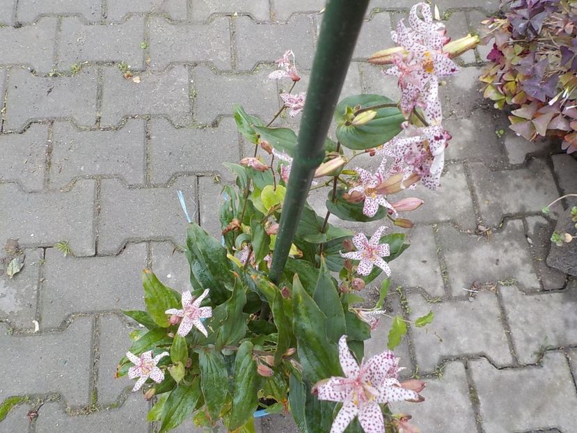 - tricyrtis hirta